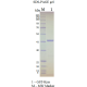 Kras G12R, GST-tag