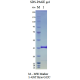 Kras G12C, GST-tag, GDP Loaded  