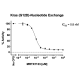 Kras G12D Nucleotide Exchange Assay Kit 