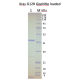 Kras G12R, GST-tag, GppNHp loaded  