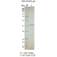 Kras G12R, GST-tag, GDP Loaded  