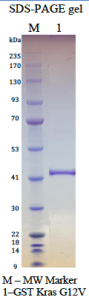 Kras G12V, GST-tag, GDP Loaded  