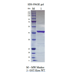 Kras WT, GST-tag, GppNHp loaded  