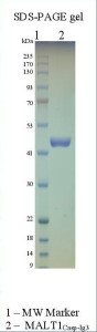 Human MALT1 (caspase-IG3)