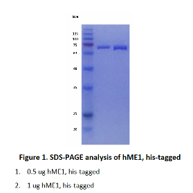 Recombinant Human Malic enzyme 1 (ME1) 