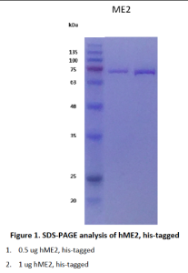 Recombinant Human Malic enzyme 2 (ME2) 