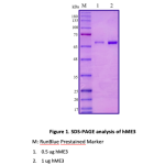 Recombinant Human Malic enzyme 3 (ME3) 