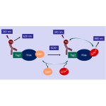Kras G12R Nucleotide Exchange Assay Kit 