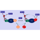 Kras G12R Nucleotide Exchange Assay Kit 