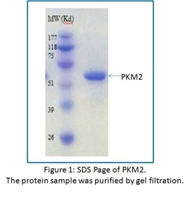 Recombinant Active Human Pyruvate Kinase Isozyme M2 Protein, PKM2