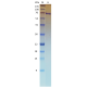 Recombinant SARS-CoV-2 Helicase (NSP13) 
