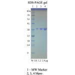 Recombinant SARS-CoV-2 Mpro, 3CL protease 