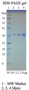 Recombinant SARS-CoV-2 Mpro, 3CL protease 