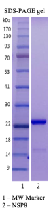 Recombinant SARS-CoV-2 NSP8 Recombinant SARS-CoV-2 NSP8