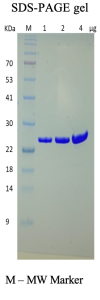 Recombinant Human BCL2 Recombinant Human BCL2