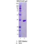 TEV Protease 