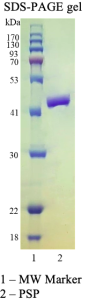 PreScission Protease (HRV 3C) 