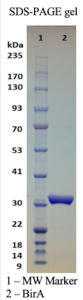 Recombinant Biotin Protein Ligase (BirA) Recombinant Biotin Protein Ligase (BirA)