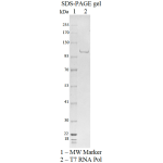 T7 RNA polymerase  