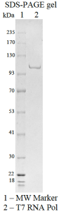 T7 RNA polymerase T7 RNA polymerase