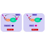 eIF4E/eIF4G Binding Assay Kit  
