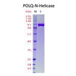 DNA Polymerase Theta-N-Helicase Domain  