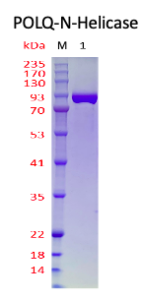 DNA Polymerase Theta-N-Helicase Domain  