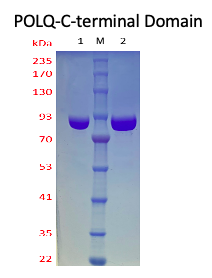 DNA Polymerase Theta-C terminal Domain DNA Polymerase Theta-C terminal Domain