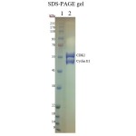 GST-CDK2: His-CyclinE1 