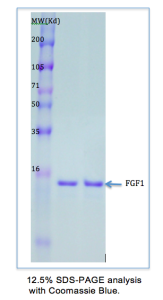 Recombinant Human FGF-Acidic: Carry Free-Lyophilized Recombinant Human FGF-Acidic: Carry Free-Lyophilized