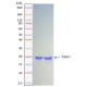 Recombinant Human Sonic Hedgehog (SHH)-Animal Free-Ready-to-Use