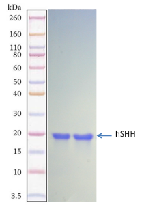 Recombinant Human Sonic Hedgehog (SHH)-Lyophilized