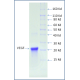 Recombinant Human VEGF165