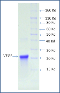 Recombinant Human VEGF165 Recombinant Human VEGF165