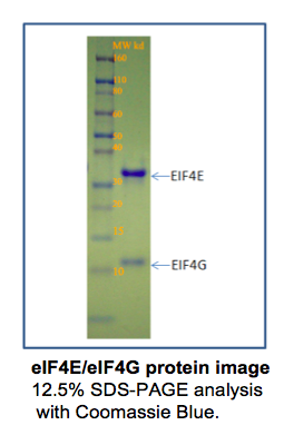 His-tagged Human Eukaryotic Translation Initiation Factor 4E Complexed With EIF4G